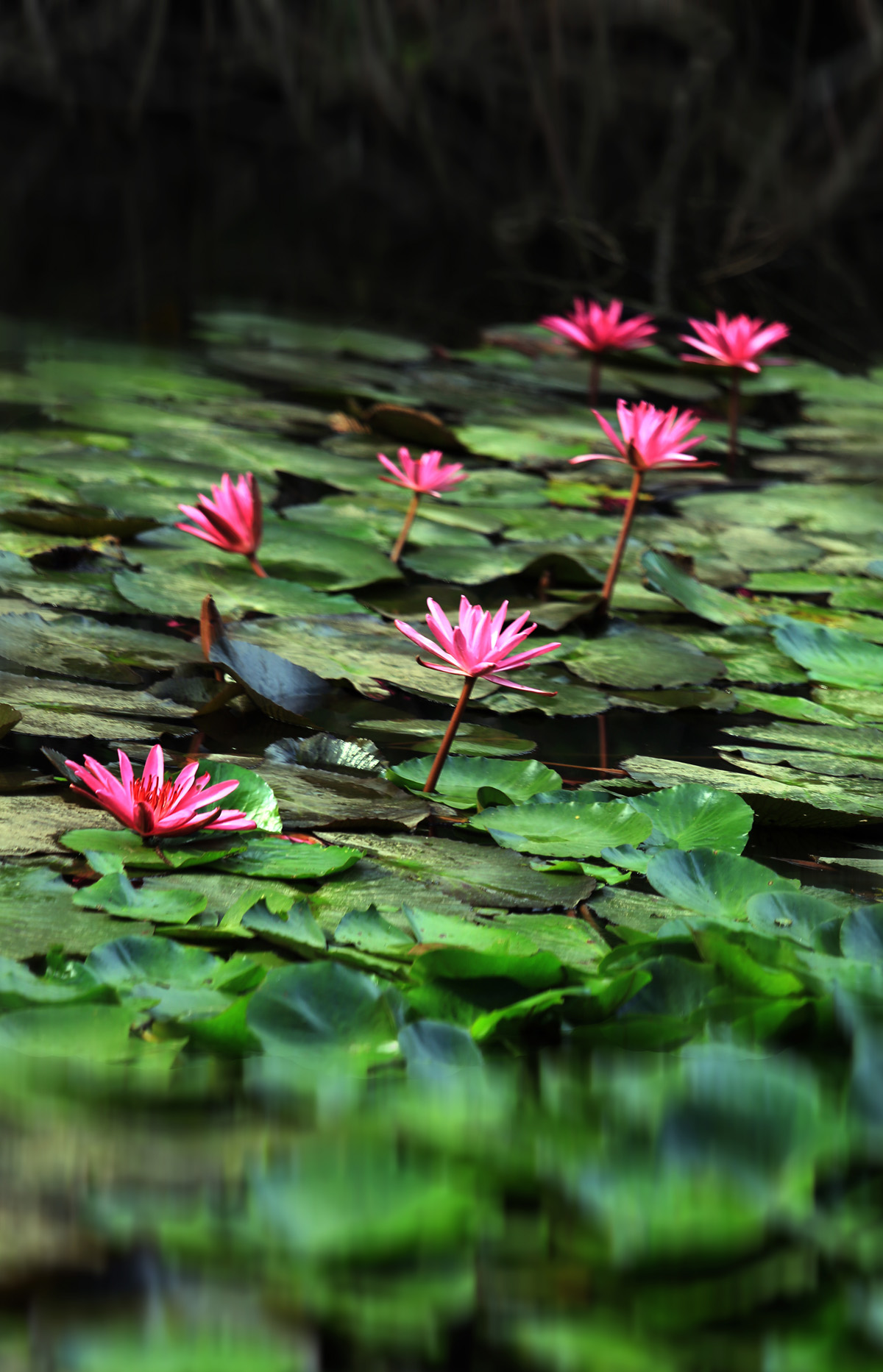 請問泛海臨姚家園的兩居室可以買嗎